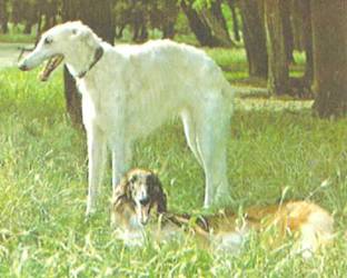 Энциклопедия собаки. Декоративные собаки. - i_070.jpg