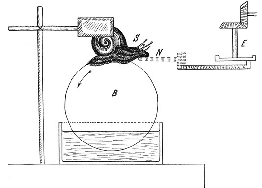 Путешествие в окружающие миры животных и людей. Теория значения - img_15.jpeg