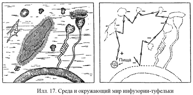 Путешествие в окружающие миры животных и людей. Теория значения - img_16.jpeg