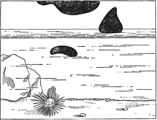 Путешествие в окружающие миры животных и людей. Теория значения - img_19.jpeg