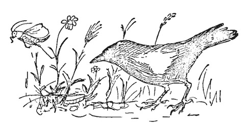 Путешествие в окружающие миры животных и людей. Теория значения - img_20.jpeg