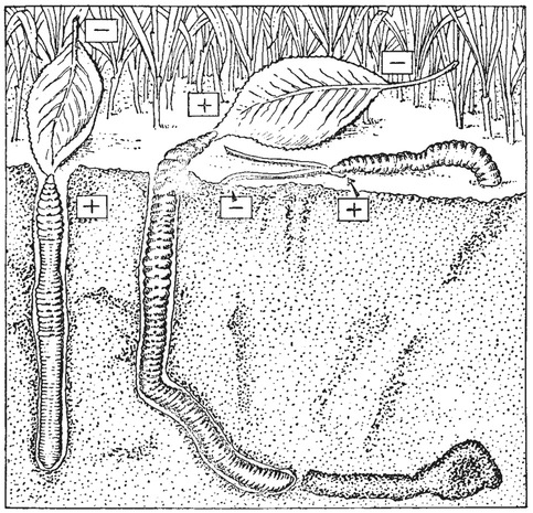 Путешествие в окружающие миры животных и людей. Теория значения - img_22.jpeg