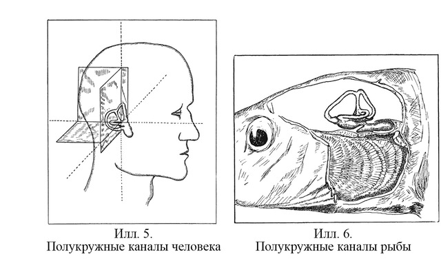 Путешествие в окружающие миры животных и людей. Теория значения - img_5.jpeg
