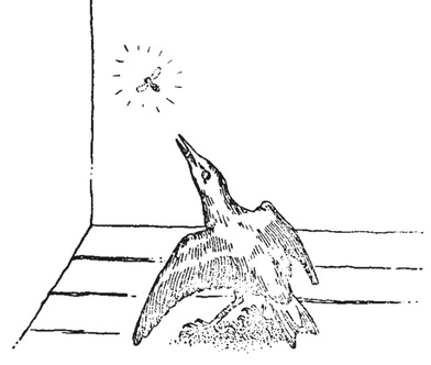 Путешествие в окружающие миры животных и людей. Теория значения - img_49.jpeg