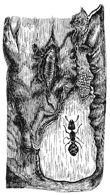 Путешествие в окружающие миры животных и людей. Теория значения - img_58.jpeg