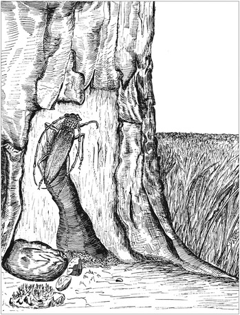 Путешествие в окружающие миры животных и людей. Теория значения - img_59.jpeg