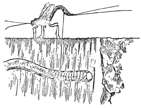 Путешествие в окружающие миры животных и людей. Теория значения - img_60.jpeg