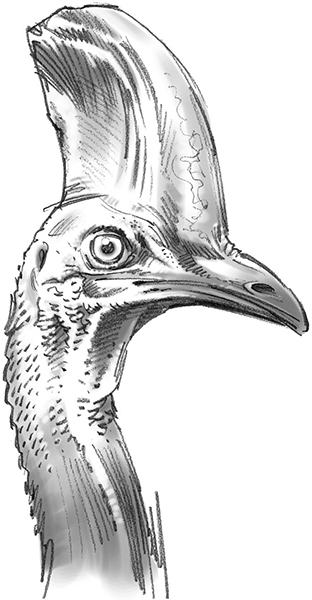 Секрет рапторов - img_10