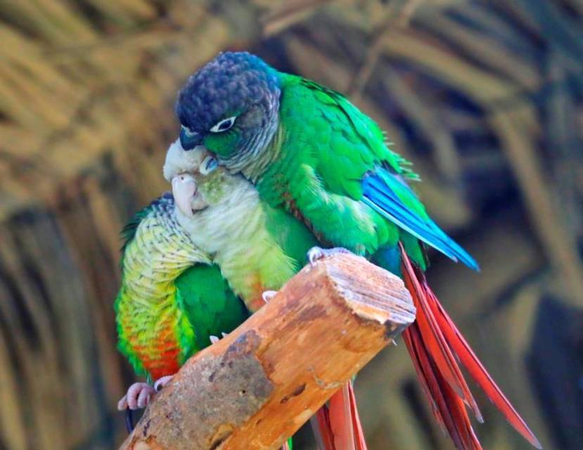 Сад для вороны (СИ) - img_10