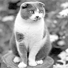 Ветеринарный справочник для владельцев кошек - i_001.jpg