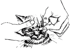 Ветеринарный справочник для владельцев кошек - i_041.png
