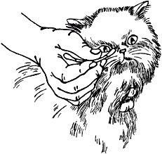 Ветеринарный справочник для владельцев кошек - i_044.png