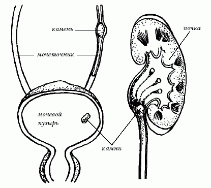Ветеринарный справочник для владельцев кошек - i_075.png