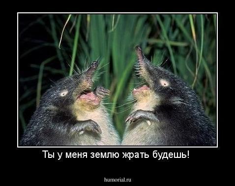 Какое непаханое поле - российская эстрада! (СИ) - img_12