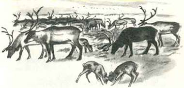 Как Алёшка жил на Севере - i_011.jpg