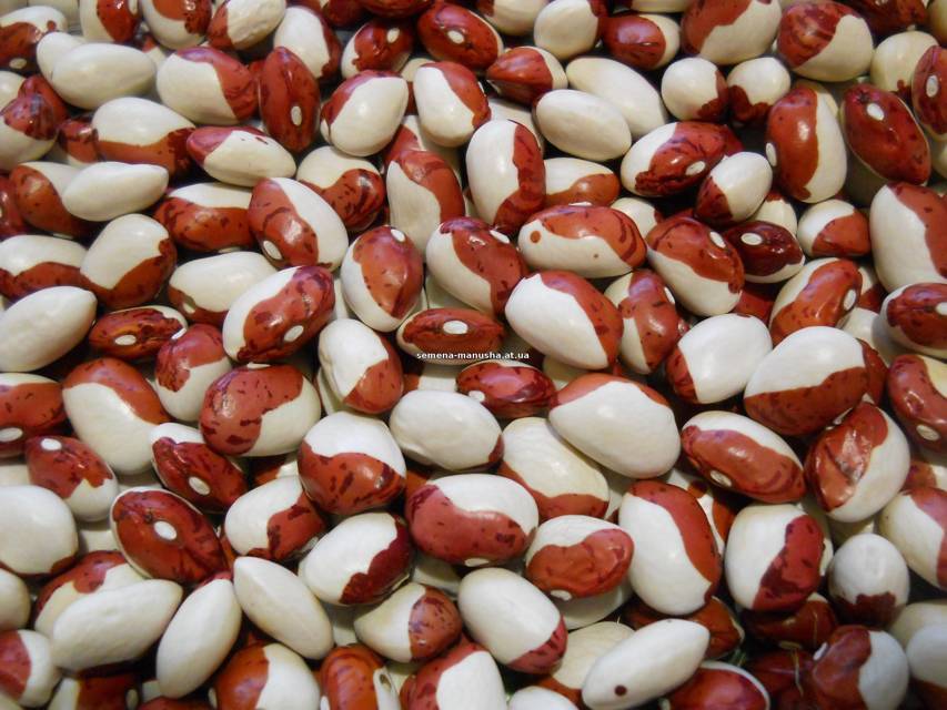 Ливония. Продолжение (СИ) - img_2