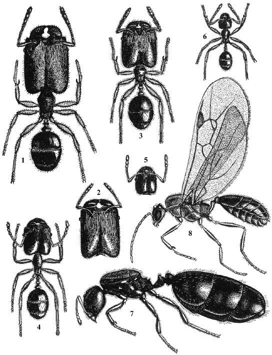 Планета муравьёв - img_11