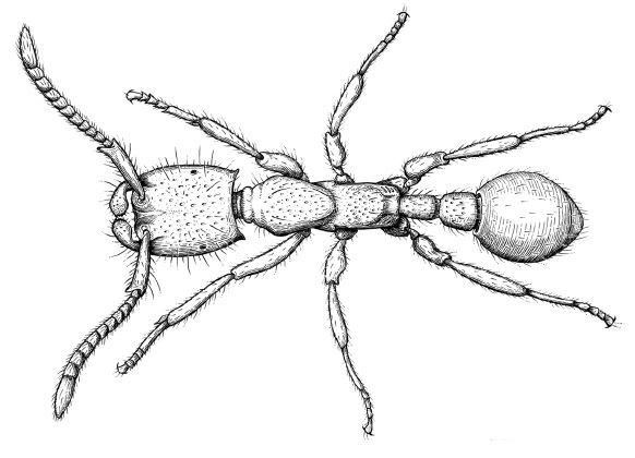 Планета муравьёв - img_4