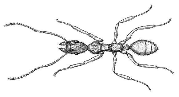Планета муравьёв - img_9