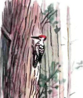 Лесной плакунчик (рис. Сутеева) - i_014.jpg