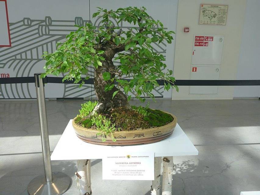 Я великий друид которому 400 лет! Том 4 (СИ) - img_1