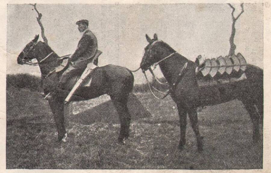 Мир сошел с ума (СИ) - img_0