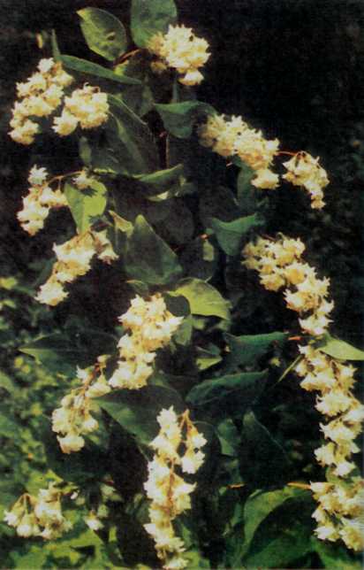 ЛІКАРСЬКІ РОСЛИНИ ПРИКАРПАТТЯ - doc2fb_image_02000007.jpg