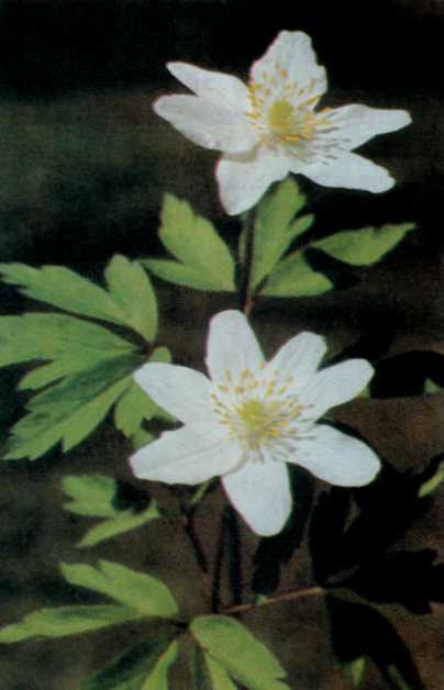 ЛІКАРСЬКІ РОСЛИНИ ПРИКАРПАТТЯ - doc2fb_image_02000005.jpg