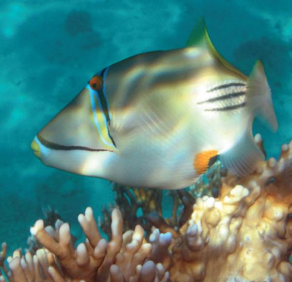 Цифровая фотография в простых примерах - _133.jpg