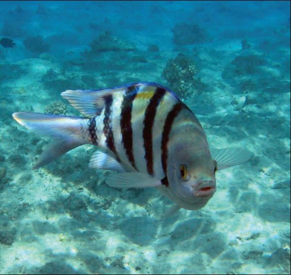 Цифровая фотография в простых примерах - _134.jpg