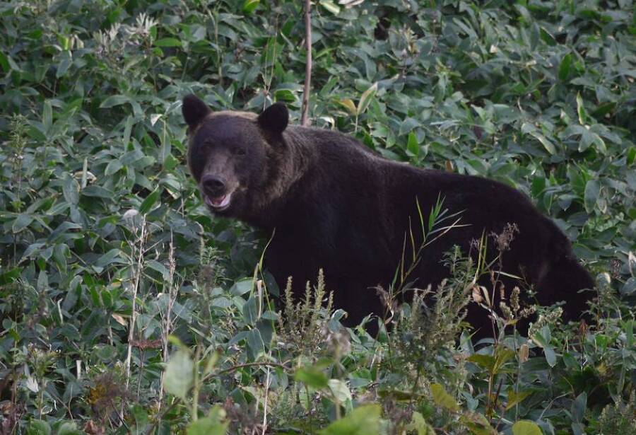 Харза из рода куниц (СИ) - img_9