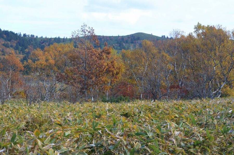 Харза из рода куниц (СИ) - img_2