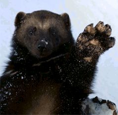 Кембрийский период (Часть 1 — полностью, часть 2 — главы 1–5) - pic_3.jpg