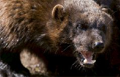 Кембрийский период (Часть 1 — полностью, часть 2 — главы 1–5) - pic_4.jpg