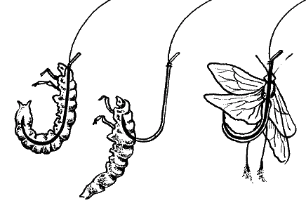 Большая книга рыболова–любителя (с цветной вкладкой) - _080.png