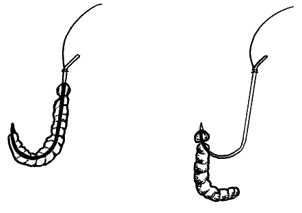 Большая книга рыболова–любителя (с цветной вкладкой) - _081.png