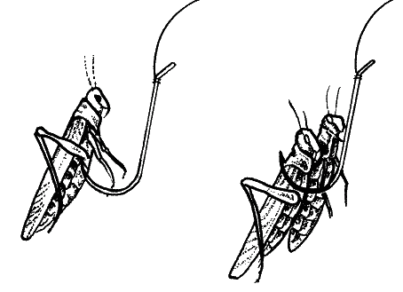 Большая книга рыболова–любителя (с цветной вкладкой) - _082.png