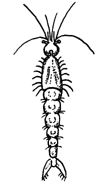 Большая книга рыболова–любителя (с цветной вкладкой) - _334.png