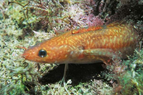 Большая книга рыболова–любителя (с цветной вкладкой) - _28_2.jpg