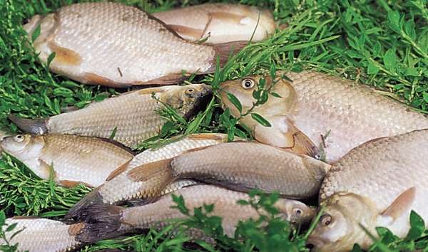 Большая книга рыболова–любителя (с цветной вкладкой) - _09_2.jpg