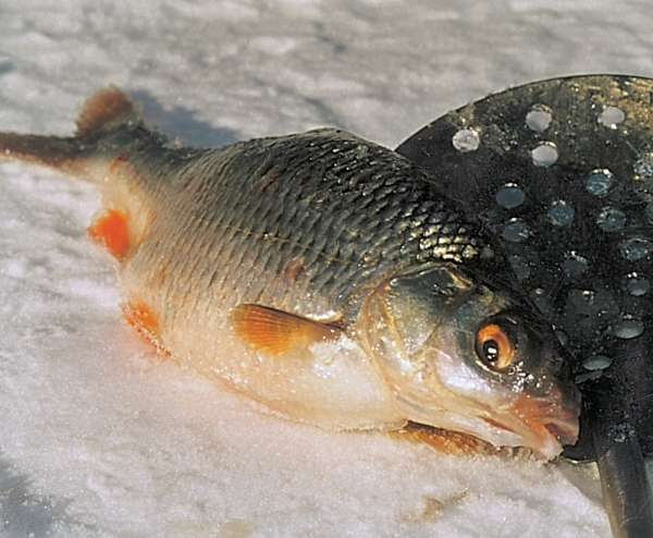 Большая книга рыболова–любителя (с цветной вкладкой) - _16_2.jpg