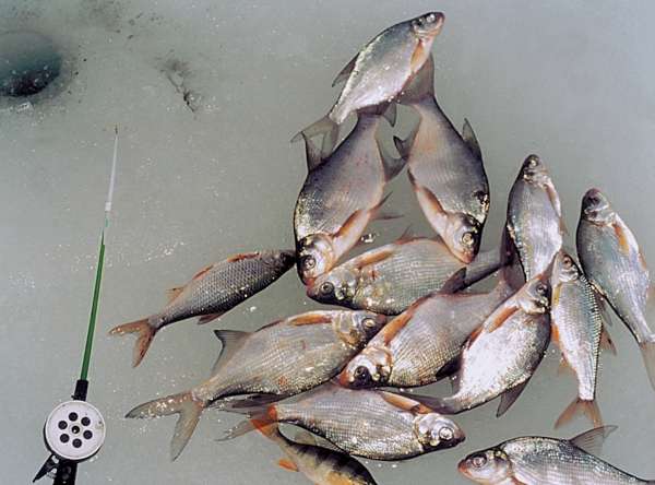 Большая книга рыболова–любителя (с цветной вкладкой) - _17_1.jpg