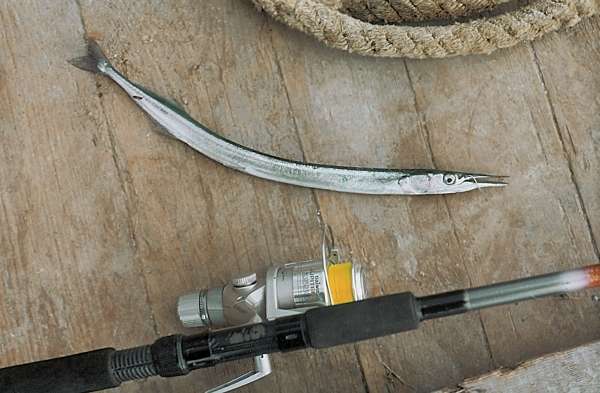 Большая книга рыболова–любителя (с цветной вкладкой) - _22_2.jpg