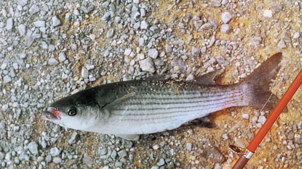 Большая книга рыболова–любителя (с цветной вкладкой) - _24_2.jpg