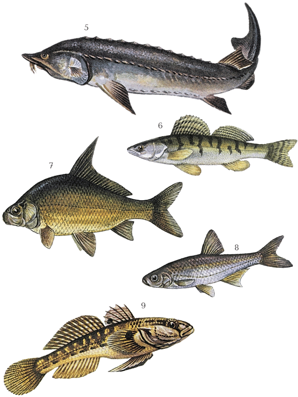 Большая книга рыболова–любителя (с цветной вкладкой) - _005_009.png