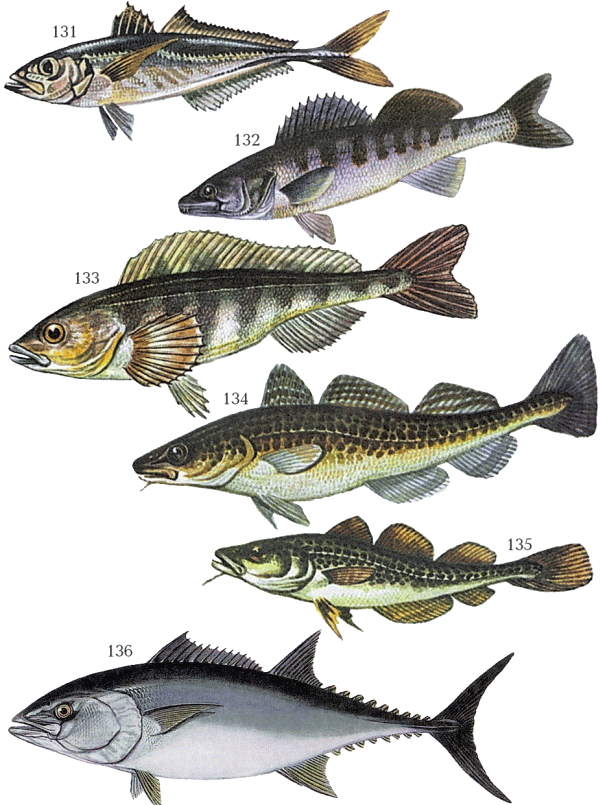 Большая книга рыболова–любителя (с цветной вкладкой) - _131_136.png