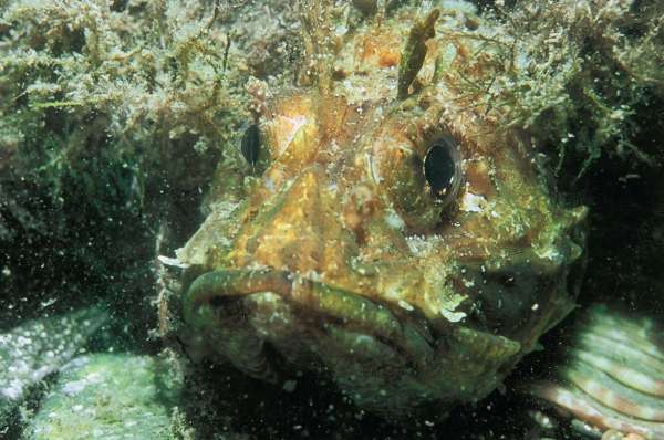 Большая книга рыболова–любителя (с цветной вкладкой) - _28_1.jpg