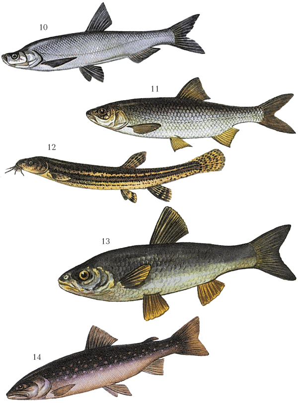 Большая книга рыболова–любителя (с цветной вкладкой) - _010_014.png