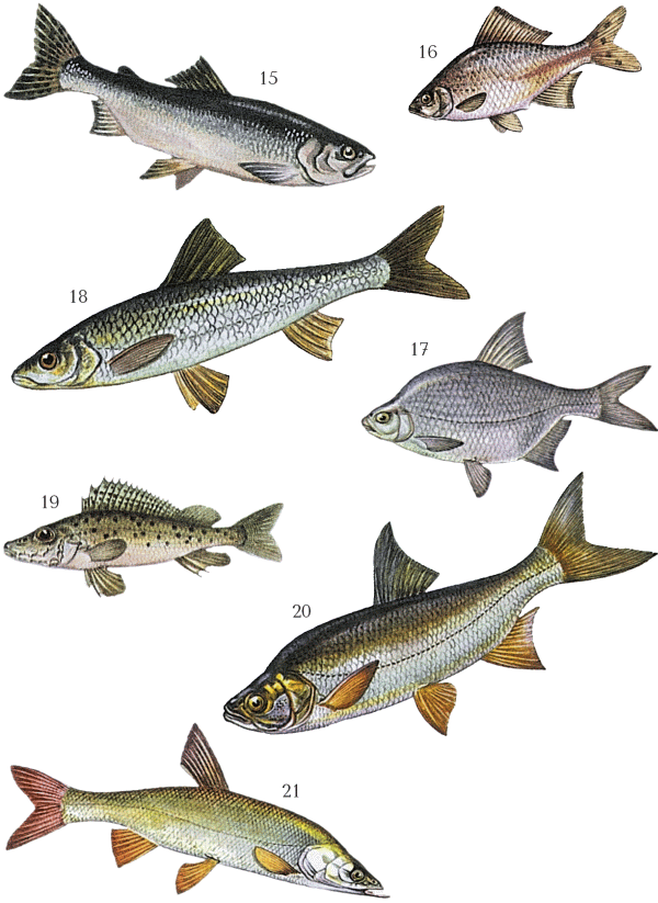 Большая книга рыболова–любителя (с цветной вкладкой) - _015_021.png