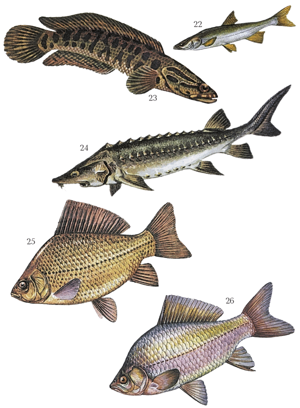 Большая книга рыболова–любителя (с цветной вкладкой) - _022_026.png